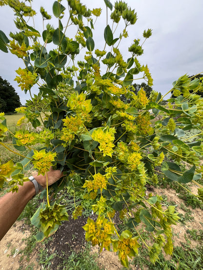 Hand holding vibrant greenish-yellow Bupleurum Griffiti plant, ideal for fresh flower arrangements and garden borders.