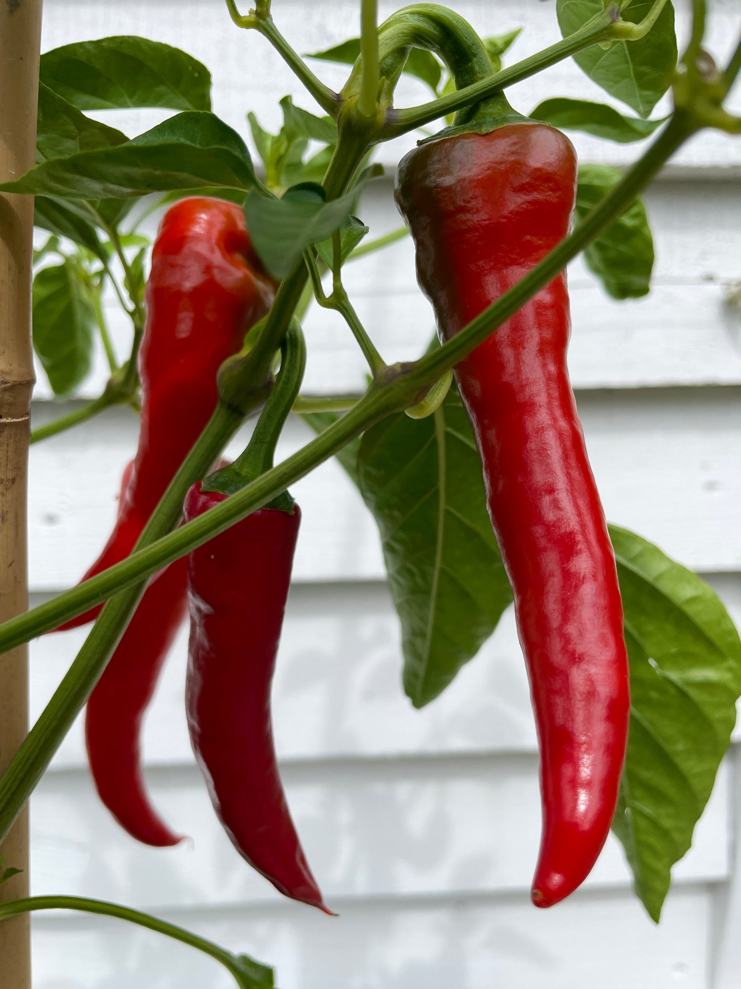 Red Cyklon Chilli peppers hanging on a plant, showcasing vibrant color and healthy growth.