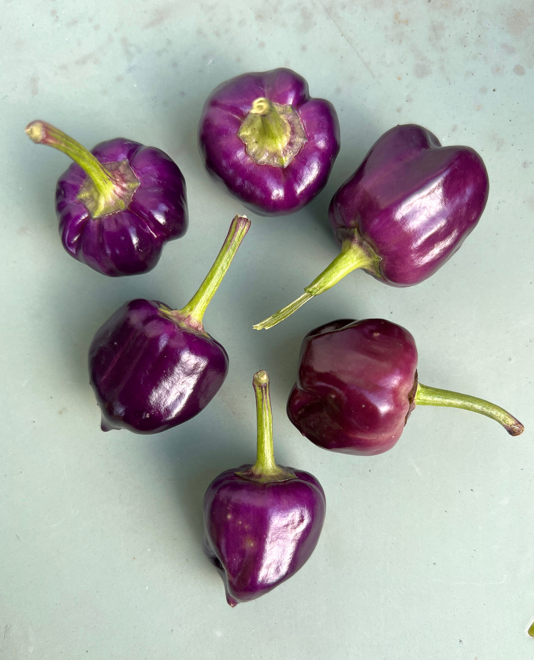 Purple Pumpkin Chilli peppers, showcasing their vibrant purple color, on a light green surface.