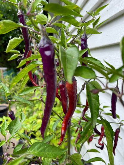 Purple and red Buena Mulata chillies growing on a plant, showcasing their vibrant colors and slender shape.