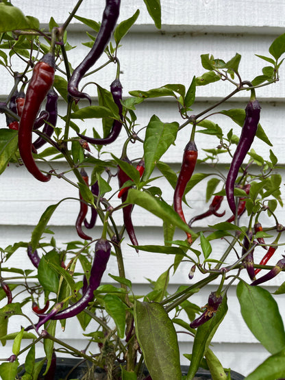 Buena Mulata chilli plant with long, slender pods in vibrant red and purple, thriving against a white backdrop.