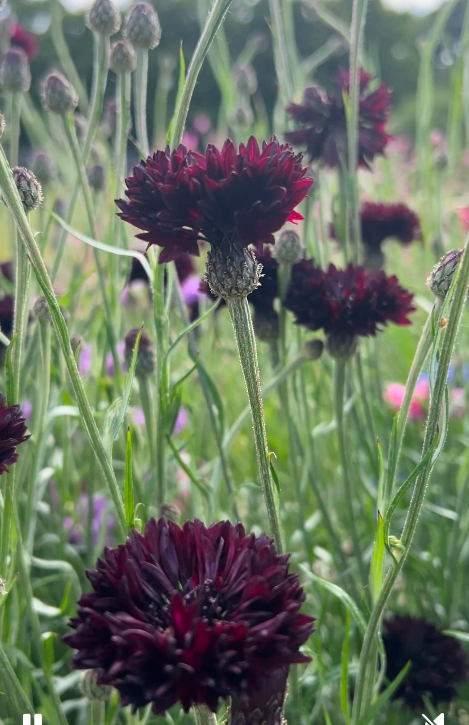 Cornflower Black Ball