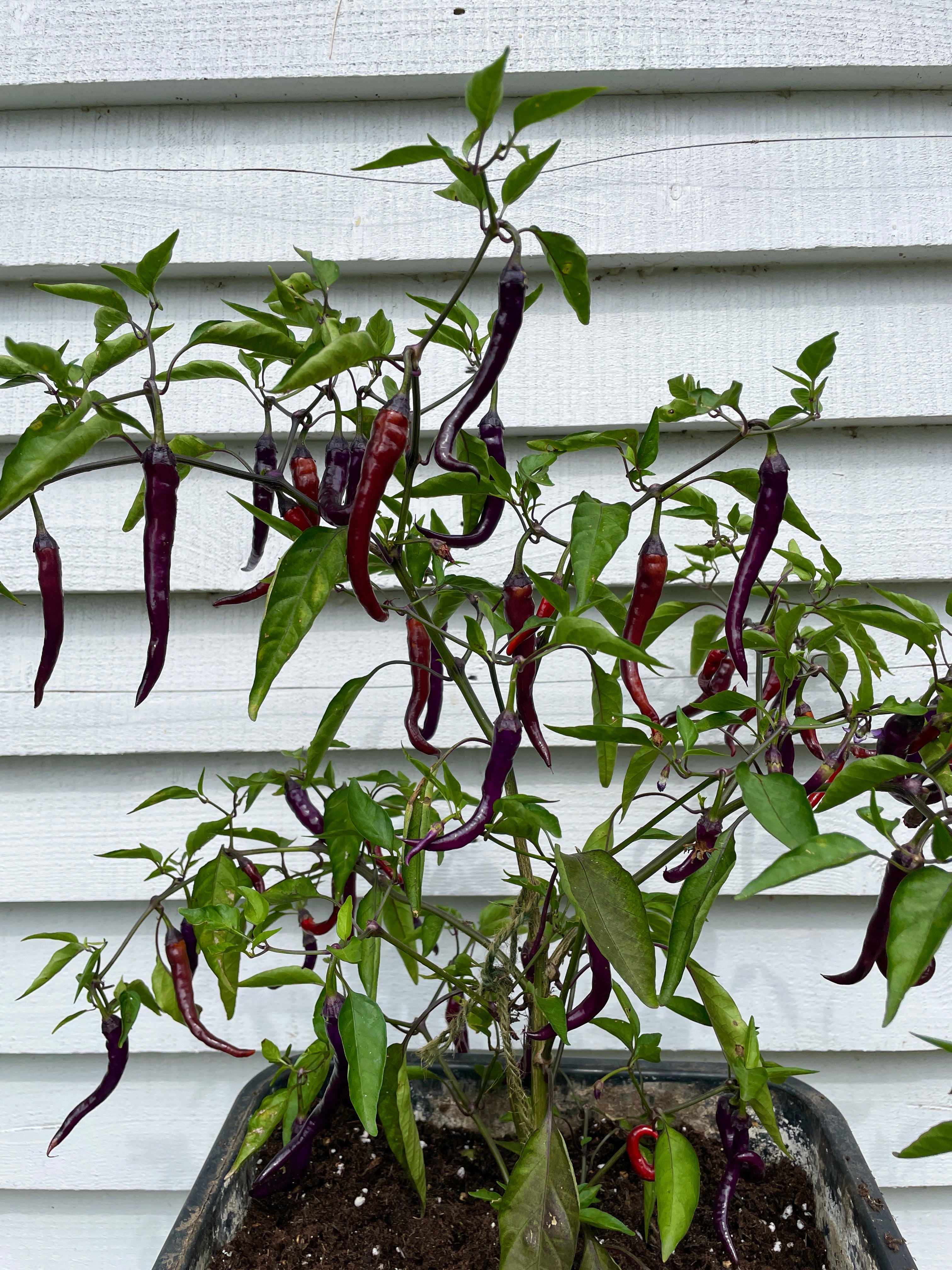 Buena Mulata chili plant featuring long purple and red pods, cultivated in a pot against a white wooden backdrop.