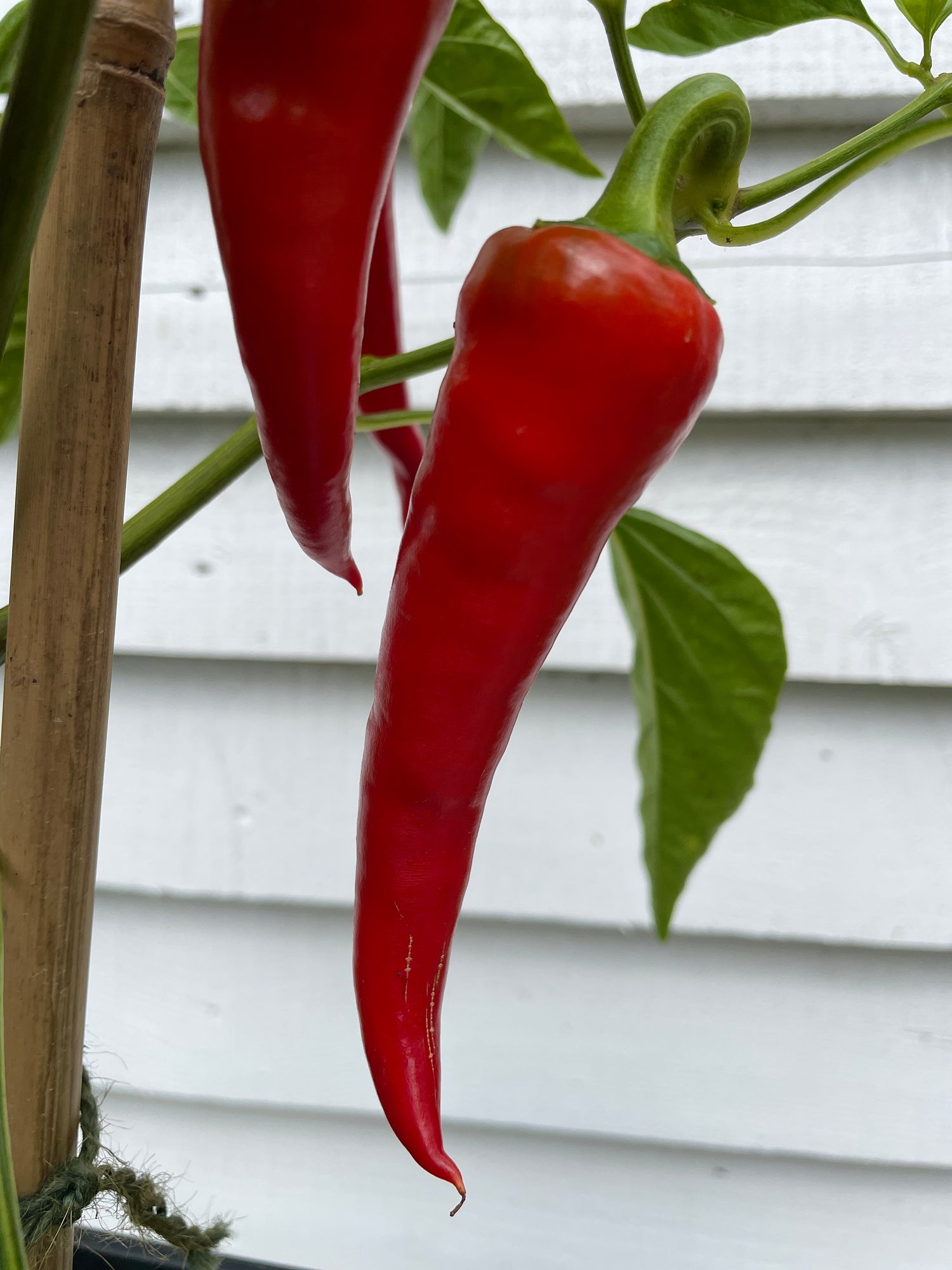 Fresh Cyklon Chilli peppers hanging on a plant, showcasing their vibrant red color and elongated shape.