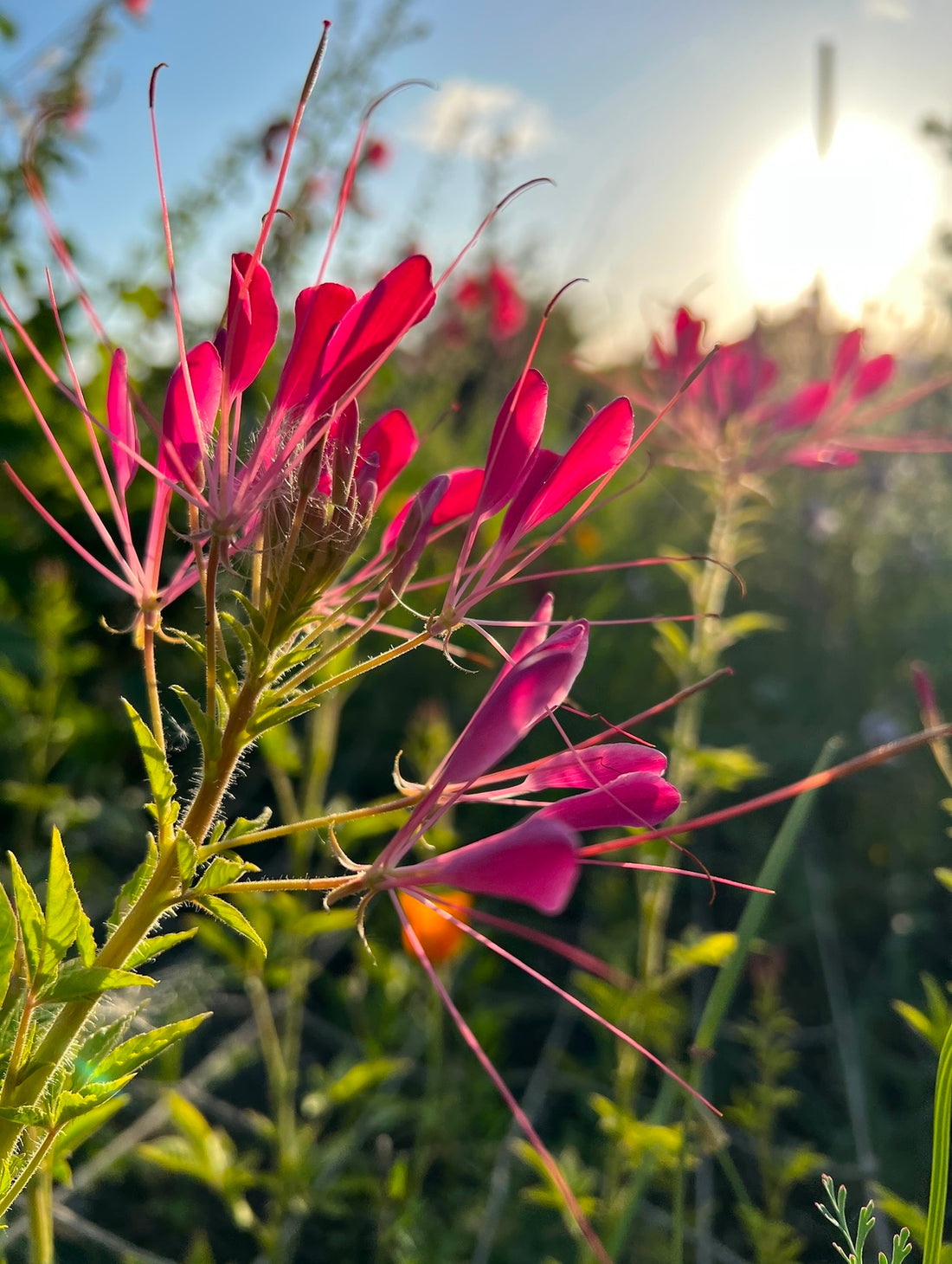 Cleome Cherry Queen