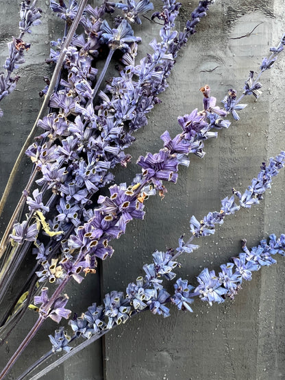 Bunch of dried Salvia farinacea stems featuring deep purple and blue flowers against a textured green background.