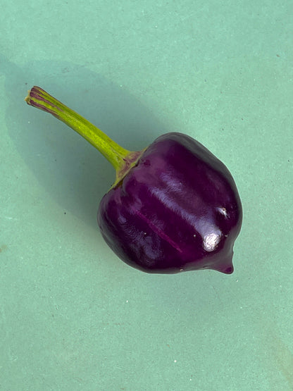 Purple Pumpkin Chilli pod on a green background, showcasing its vibrant color and unique shape.