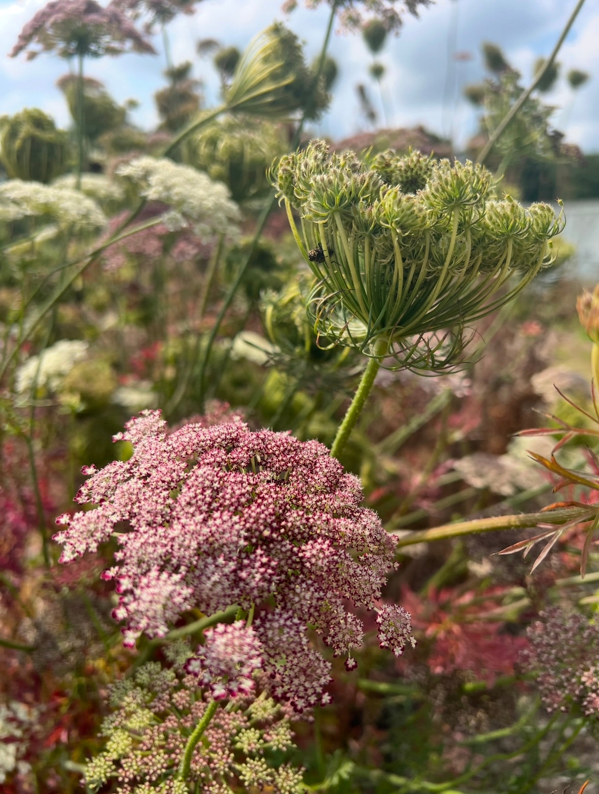 Daucus Carota Dara