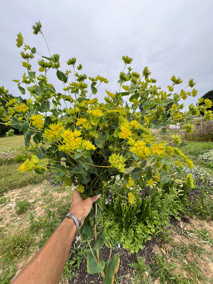 Hand holding a large bouquet of greenish-yellow Bupleurum Griffiti against a natural garden backdrop.