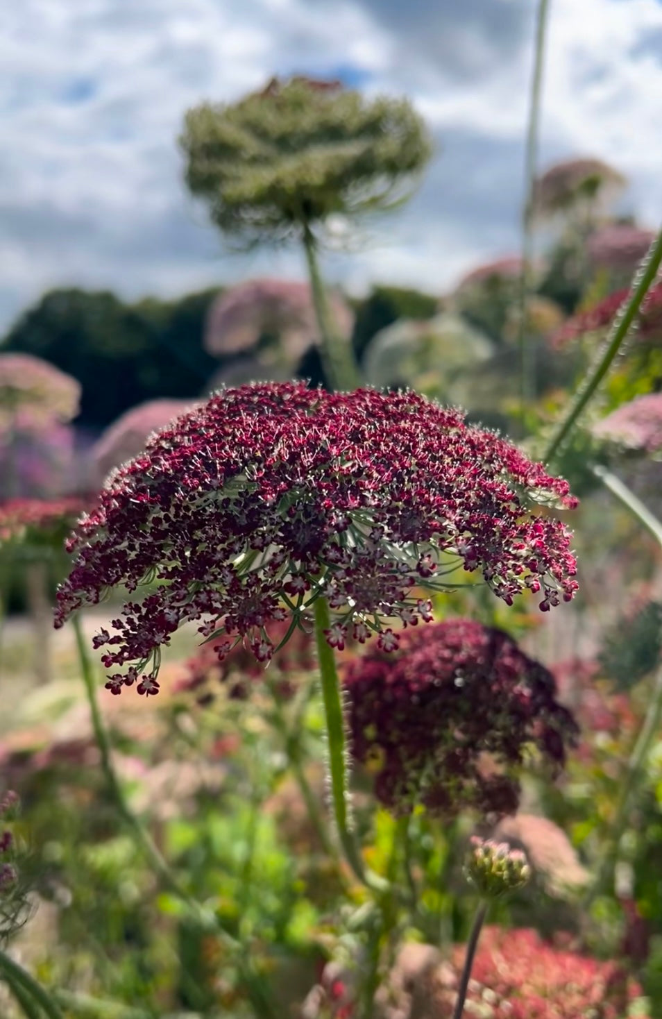 Daucus Carota Dara