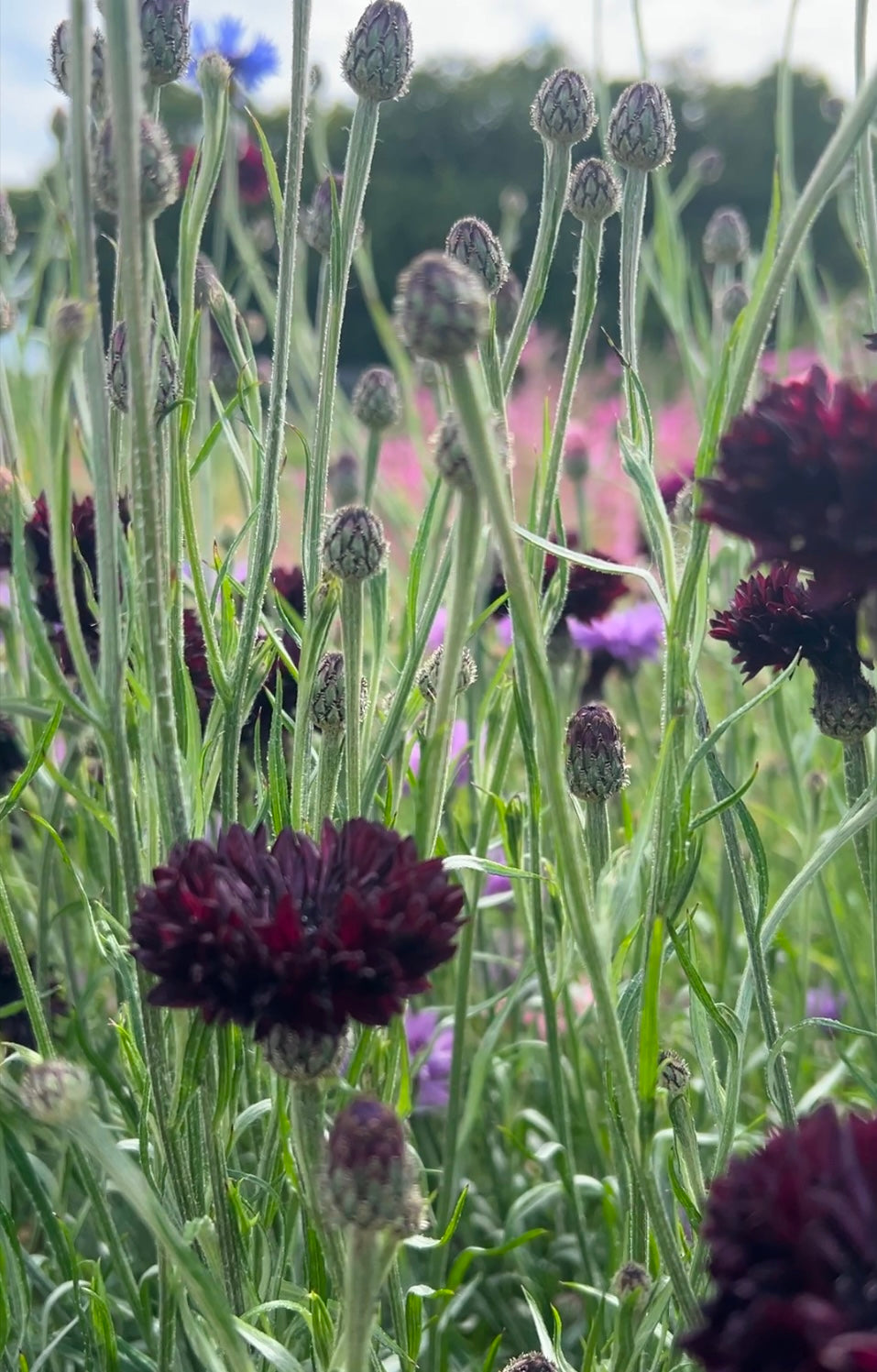 Cornflower Black Ball