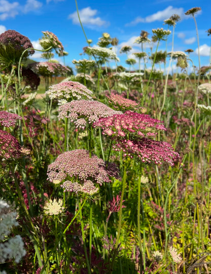 Daucus Carota Dara