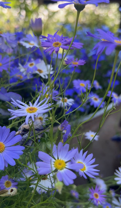 Brachycome Mix (Swan River Daisies)