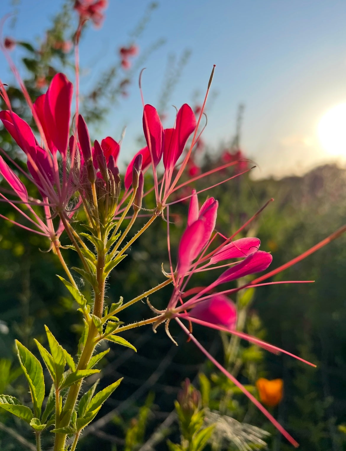 Cleome Cherry Queen