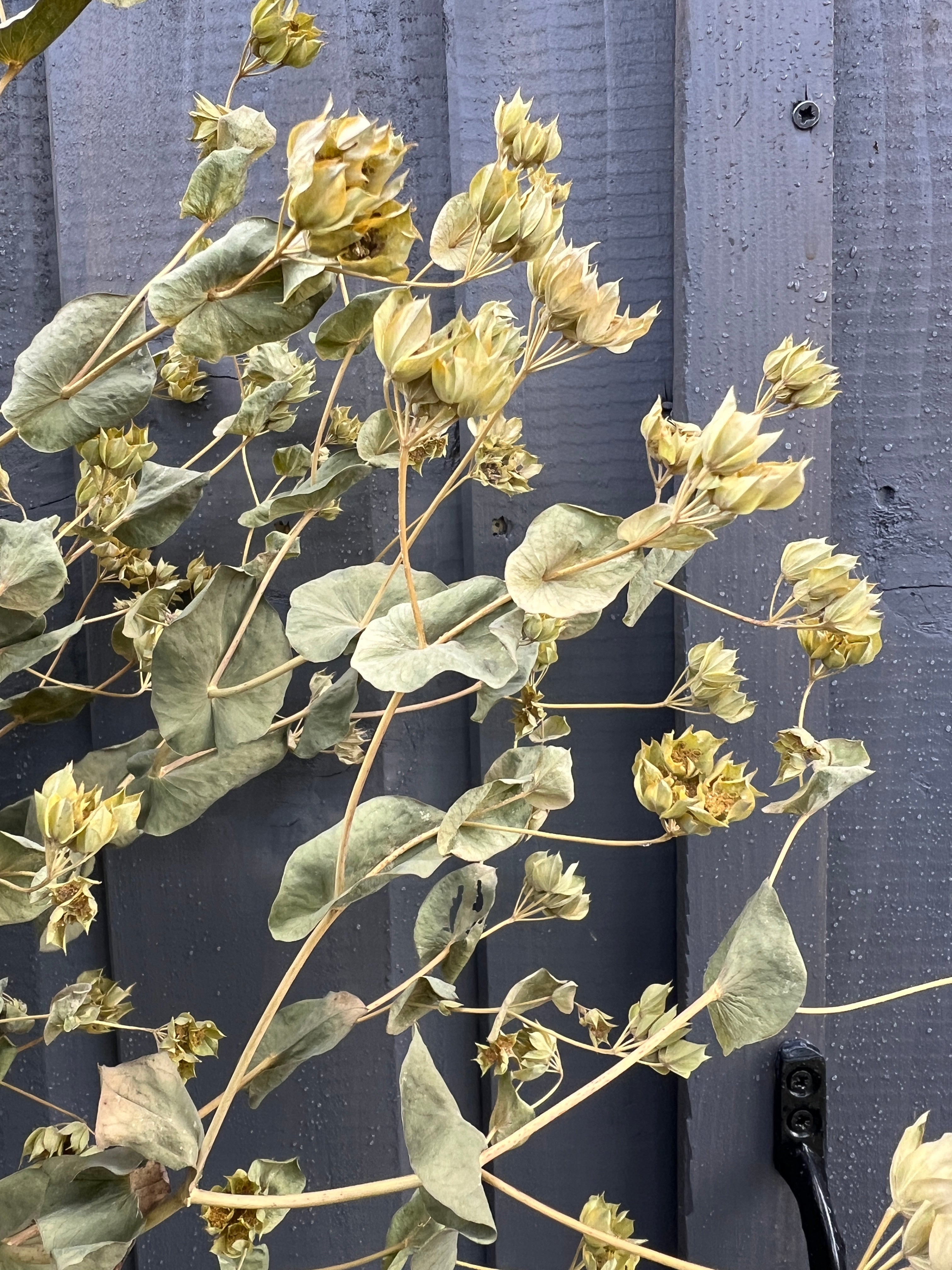 Dried Bupleurum Griffiti with curly seed heads, sustainable florals grown in Norfolk, perfect for garden or vase decoration.