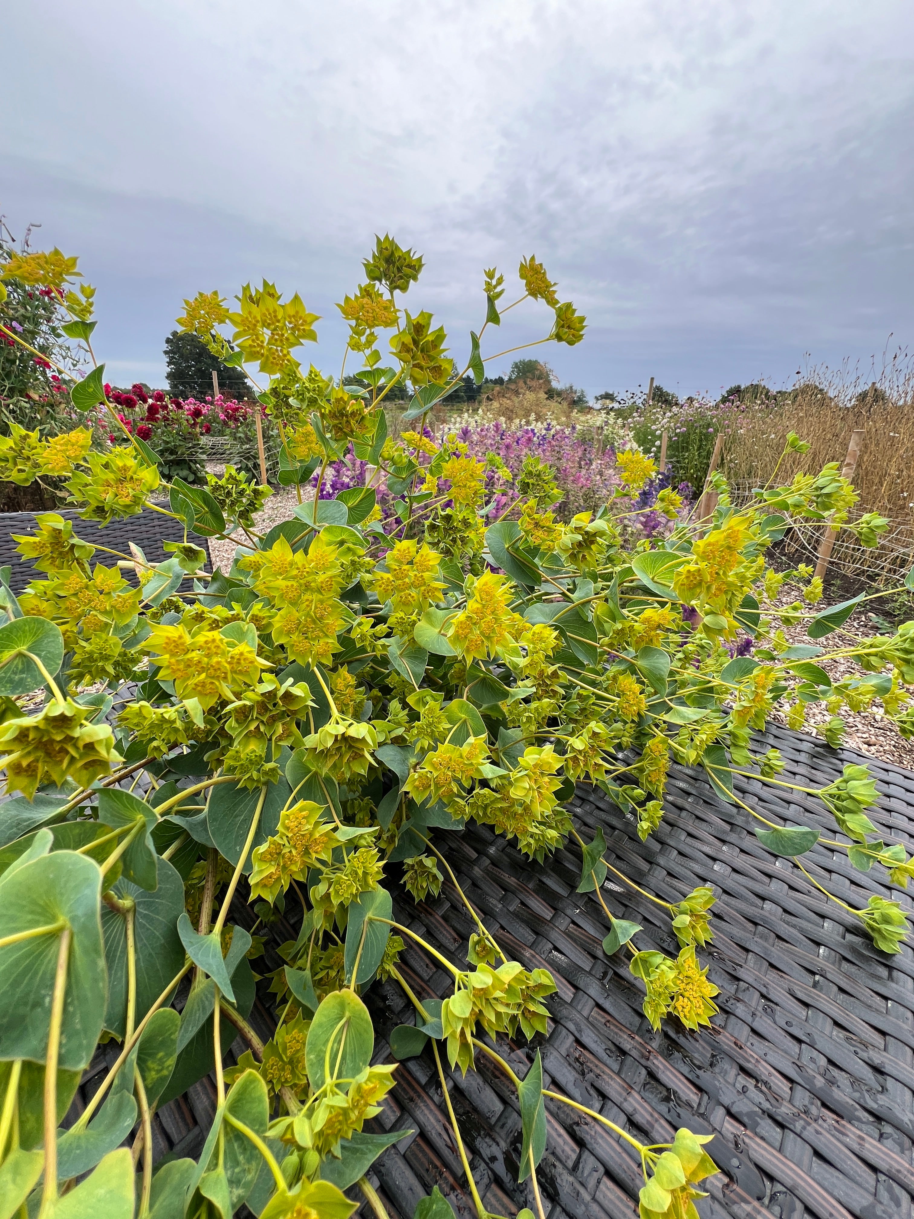 Bupleurum Griffiti with greenish-yellow foliage, perfect for fresh flower arrangements and borders in gardens.