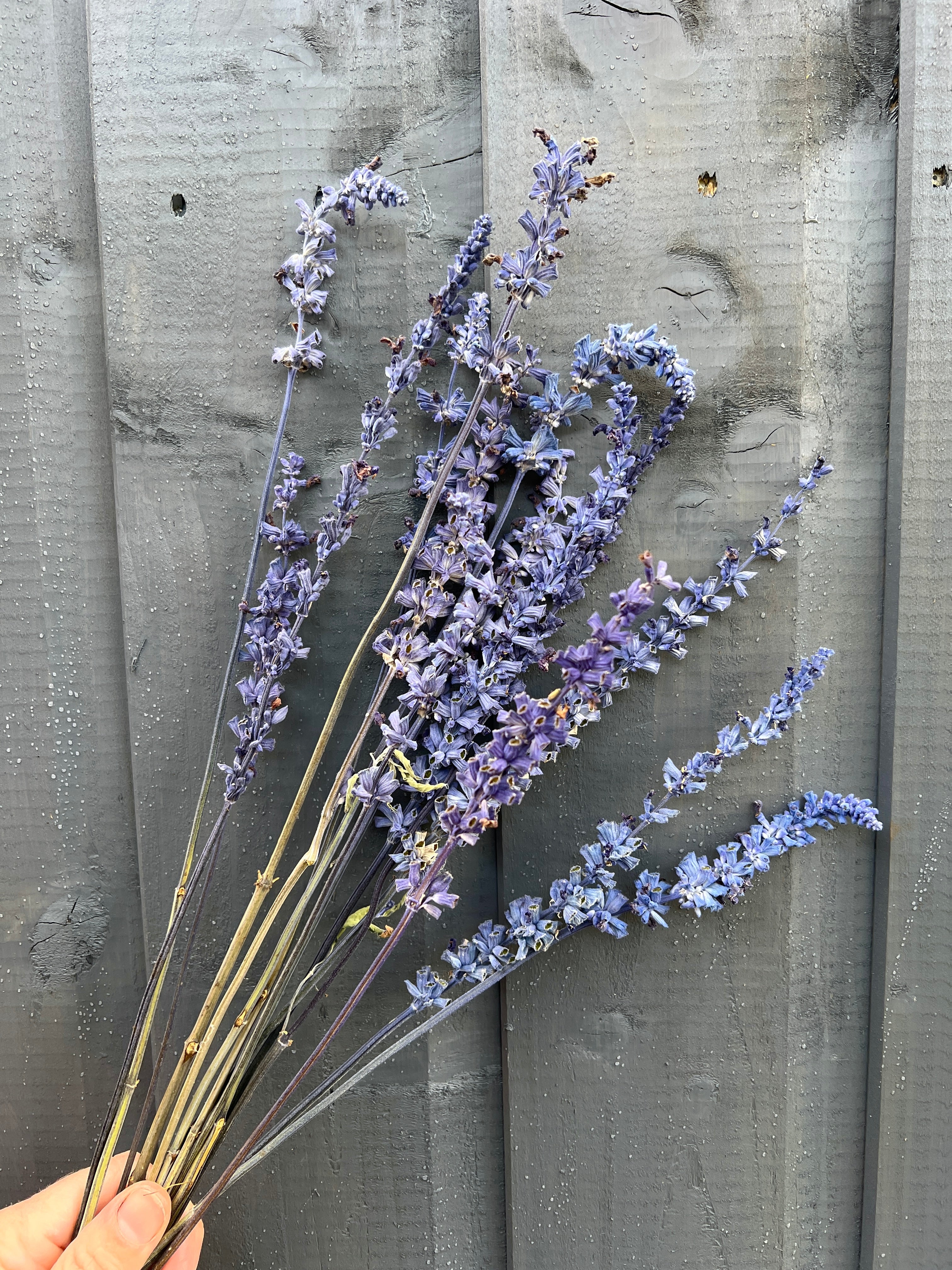 Bunch of five stems of dried Salvia Farinacea with vibrant purple flowers against a rustic gray wooden background.