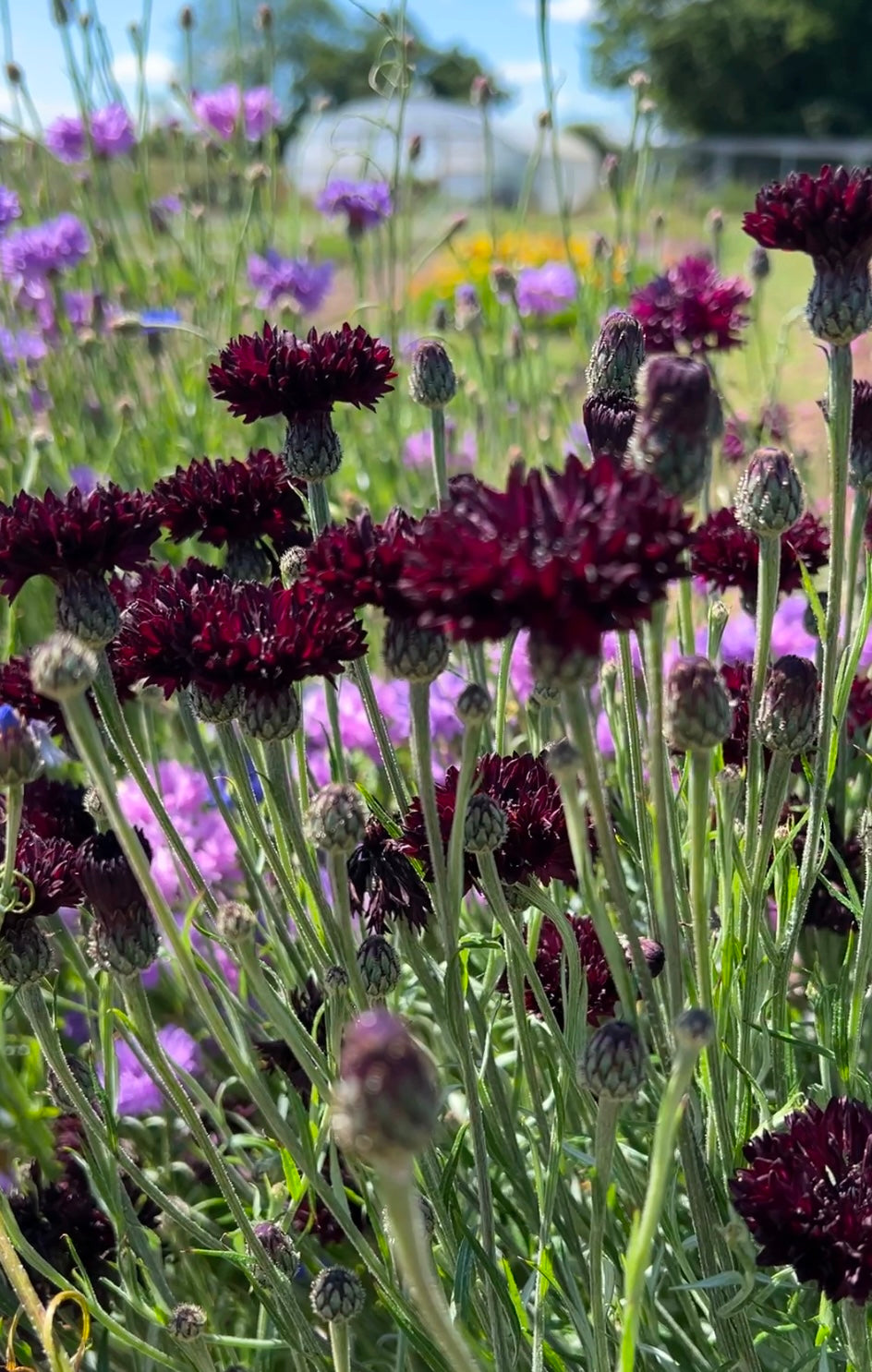 Cornflower Black Ball