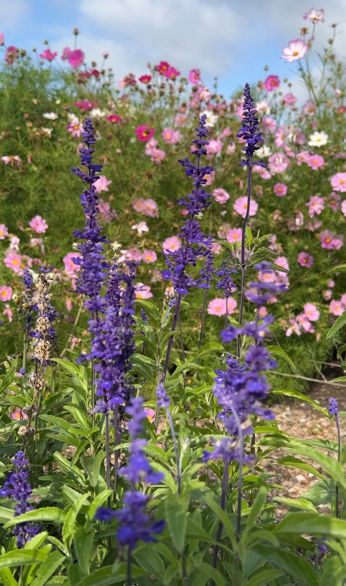 Salvia Farinacea Victoria