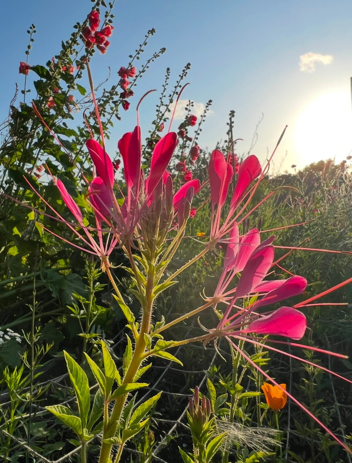 Cleome Cherry Queen