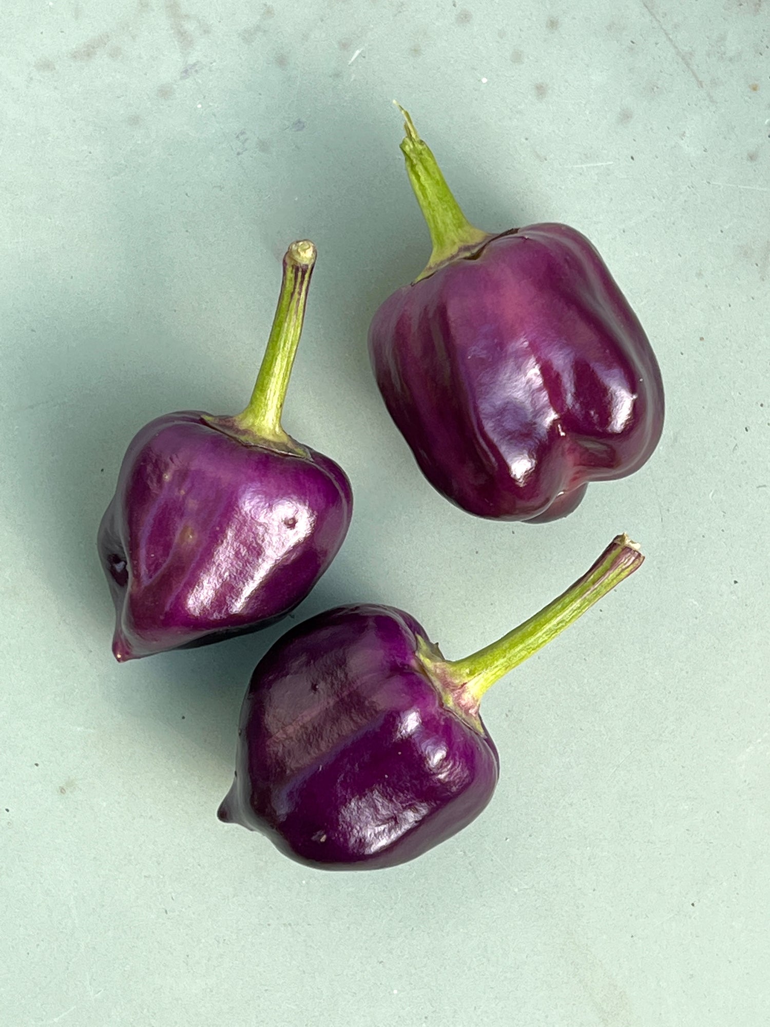 Three vibrant purple pumpkin-shaped chili peppers on a light green background.