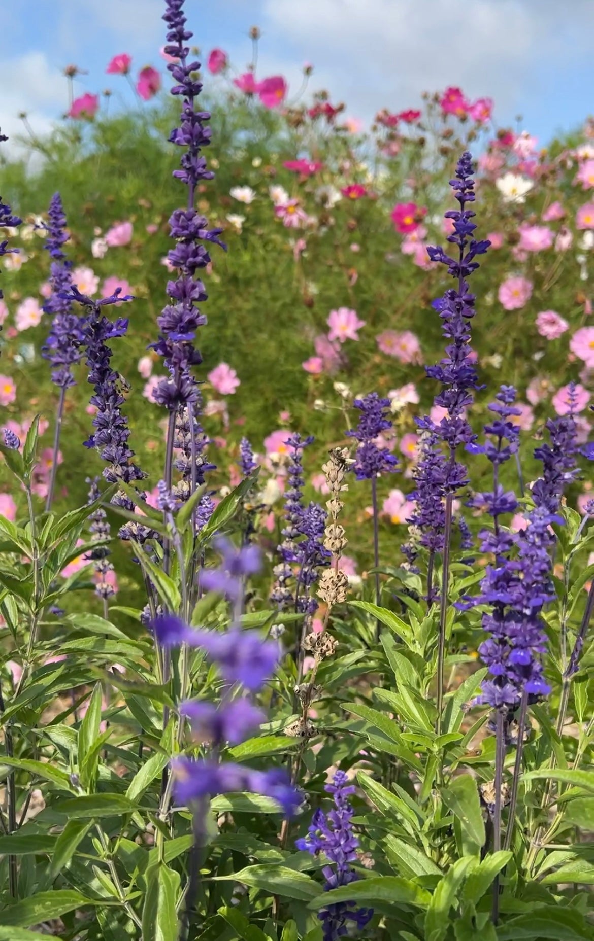 Salvia Farinacea Victoria