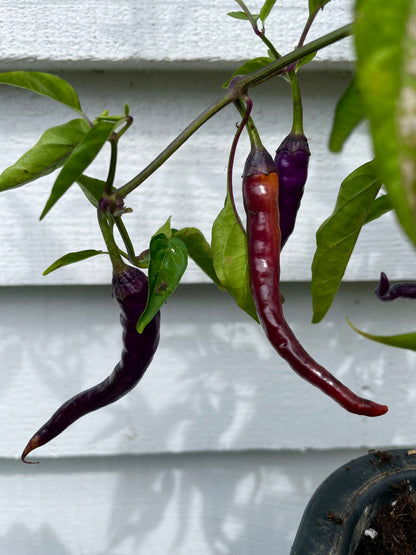 Buena Mulata chili peppers in various colors hanging from a plant against a light background.