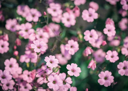 Delicate pink flowers of Gypsophila elegans Rosea, commonly known as Baby&