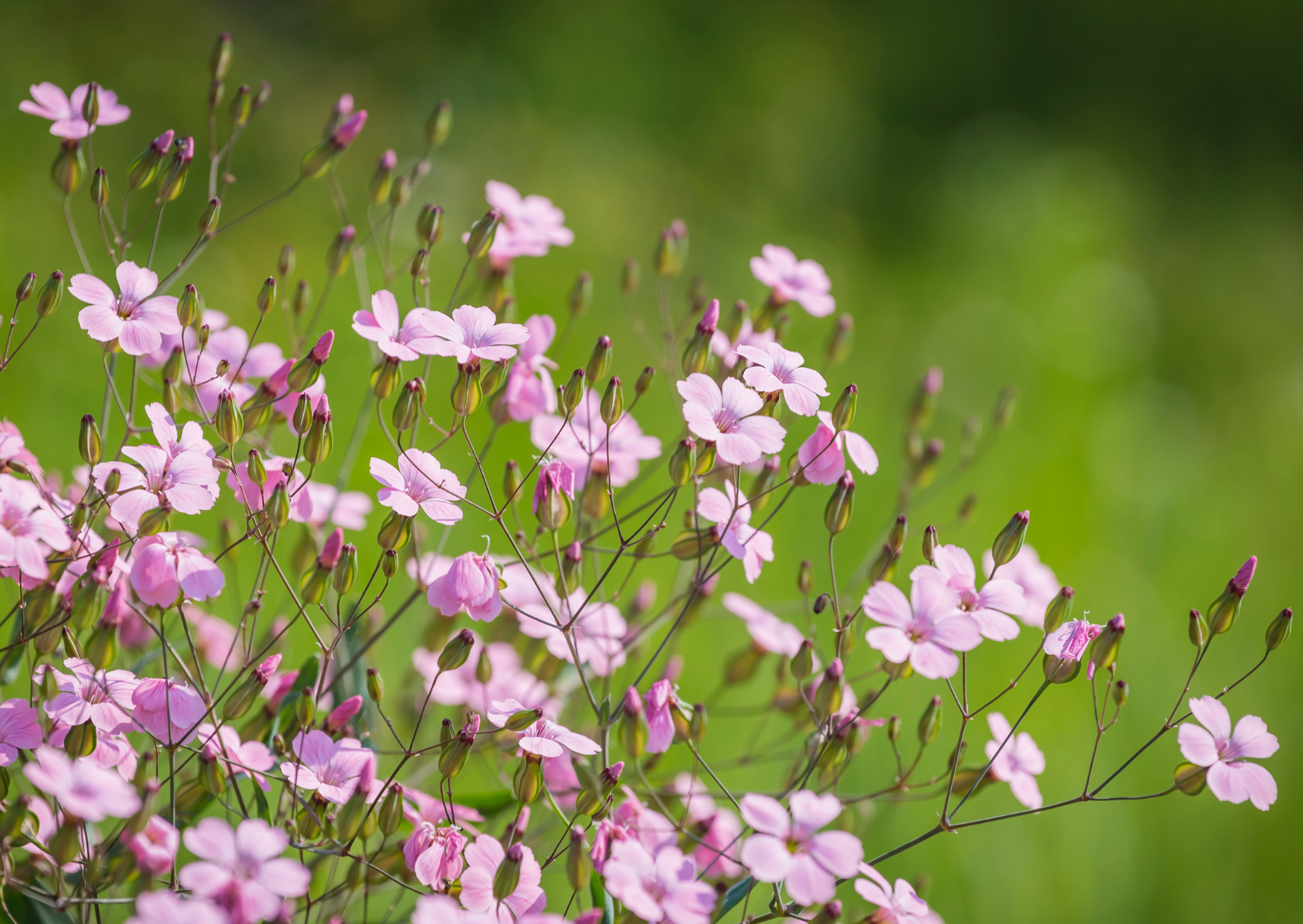 Gypsophila elegans Rosea flowers with delicate pink blossoms, thriving in a lush garden setting.