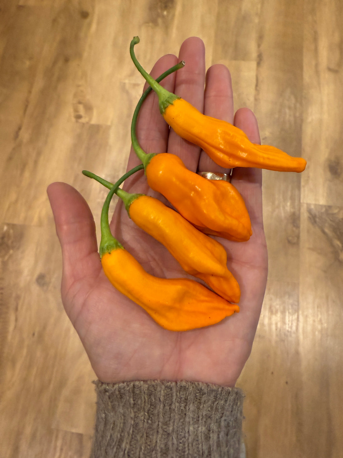 Hand holding four vibrant Aji Colorado Orange chilli peppers on a wooden background.