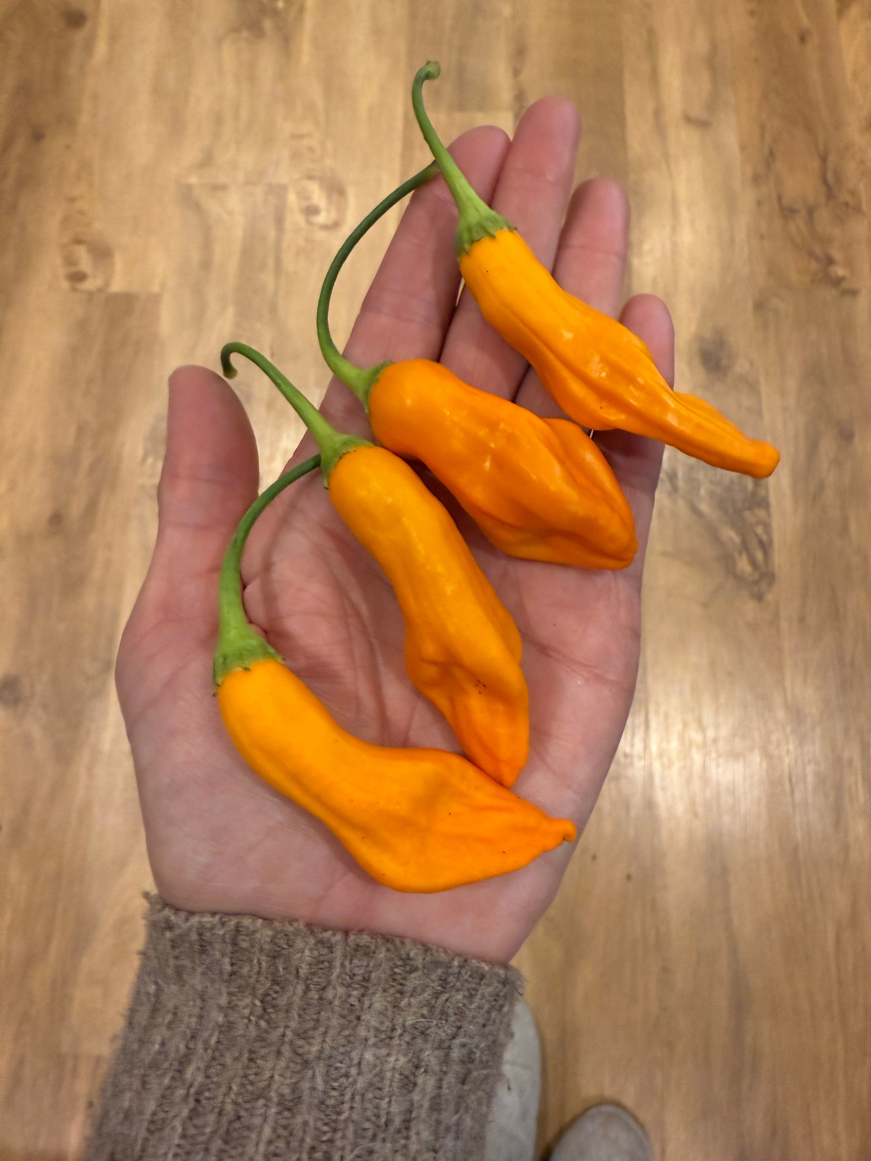 Hand holding bright orange Aji Colorado chilli peppers from Peru and Bolivia, known for their vivid colour and extended growing season.