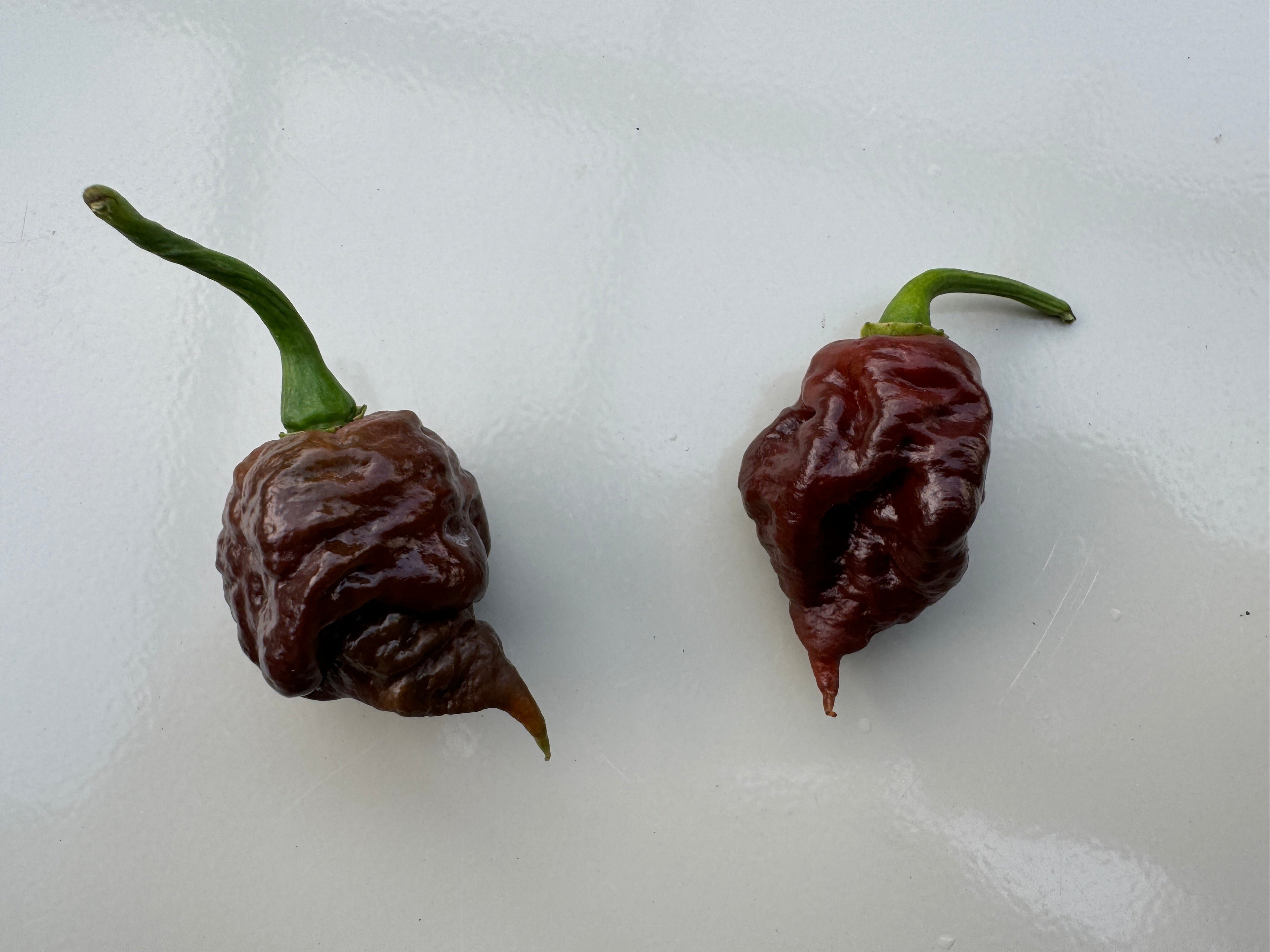 Two Apocalypse Chocolate Chilli peppers with pimpling texture, known for over 1,000,000 SHU heat, displayed on a white surface.