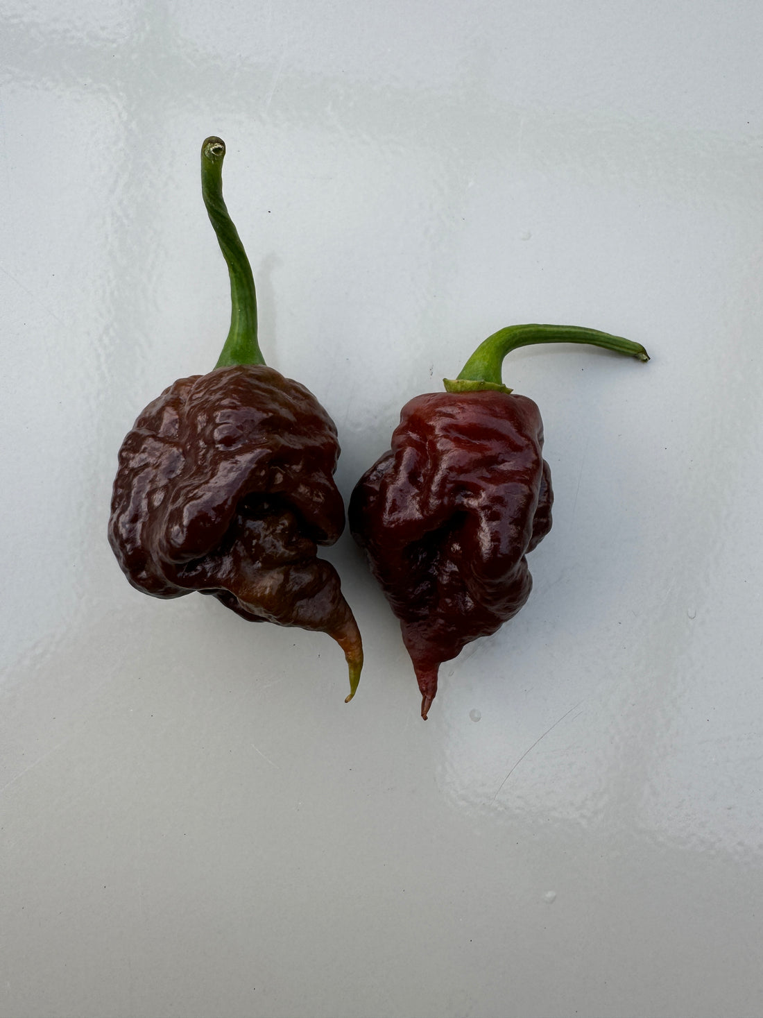 Two Apocalypse Chocolate Chilli peppers with pimpling texture, showcasing their dark colour and twisted shape.