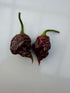 Two Apocalypse Chocolate Chilli peppers with pimpling texture, showcasing their dark colour and twisted shape.