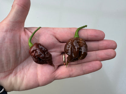 Hand holding Apocalypse Chocolate Chilli peppers with pimpling texture, larger than a golf ball, from Italy, over 1,000,000 SHU.