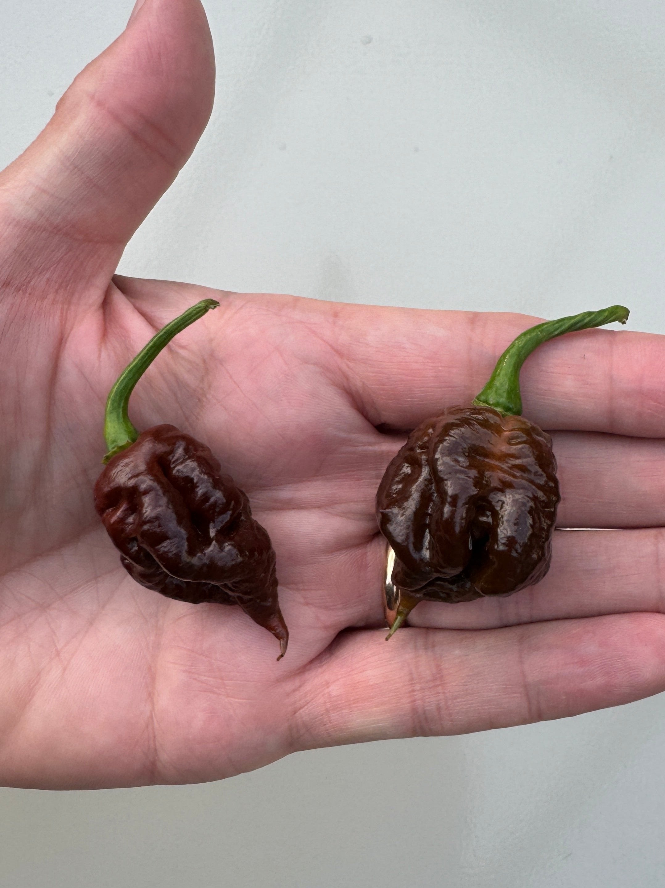 Hand holding two Apocalypse Chocolate Chilli peppers, showcasing their large, pimpling texture; over 1,000,000 SHU.