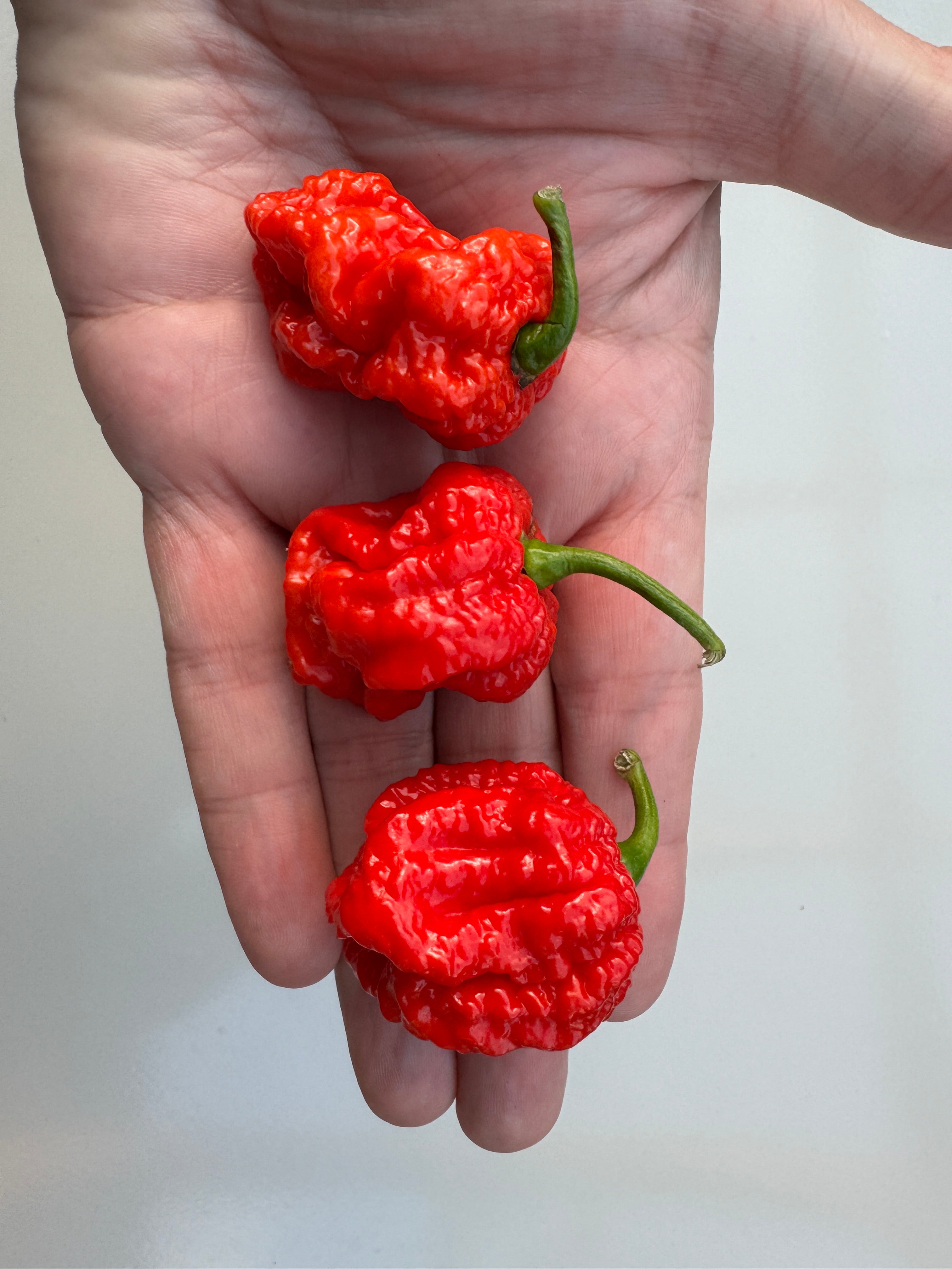 Hand holding three red Texas Reaper Chilli peppers with green stems, showcasing their bumpy texture and vibrant colour.