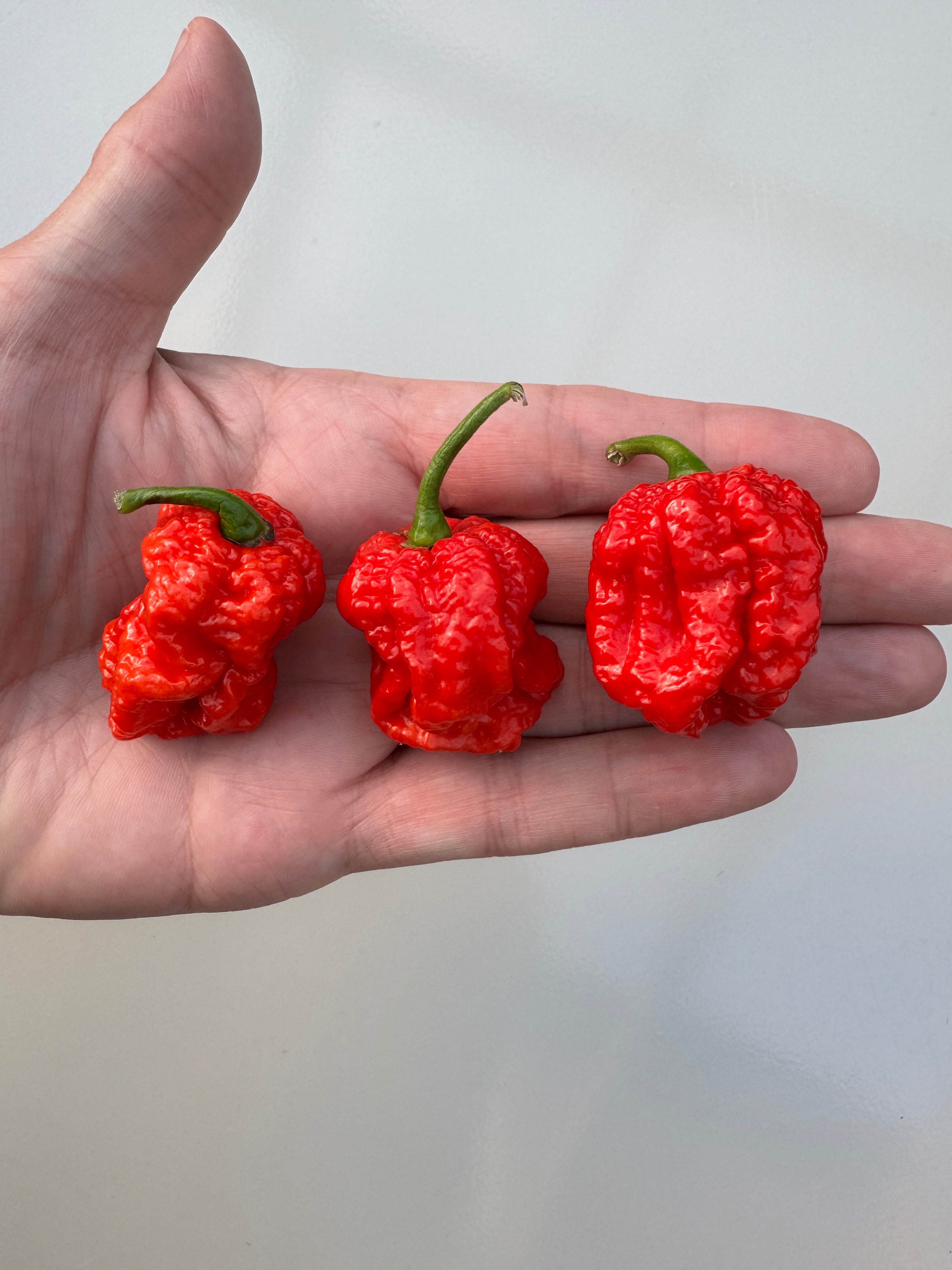 Hand holding three Texas Reaper Chilli peppers with vibrant red colour and distinctive bumpy texture.