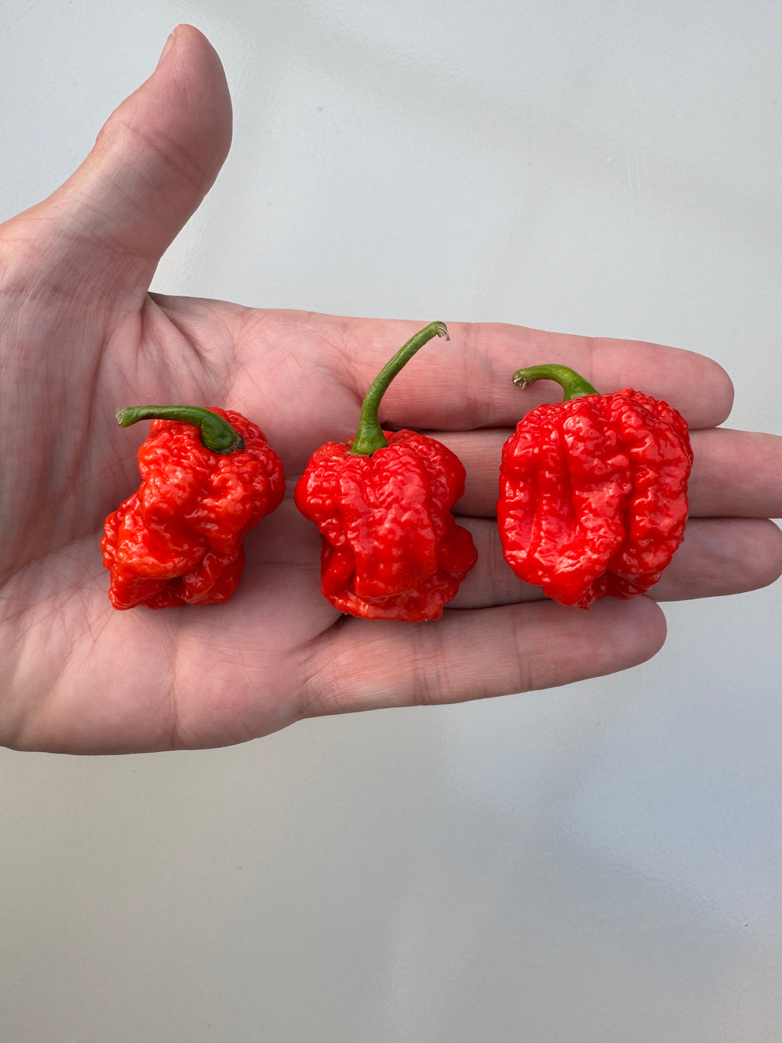 Three Texas Reaper chillies held in a hand, showcasing their bright red colour and wrinkled texture, known for extreme heat.