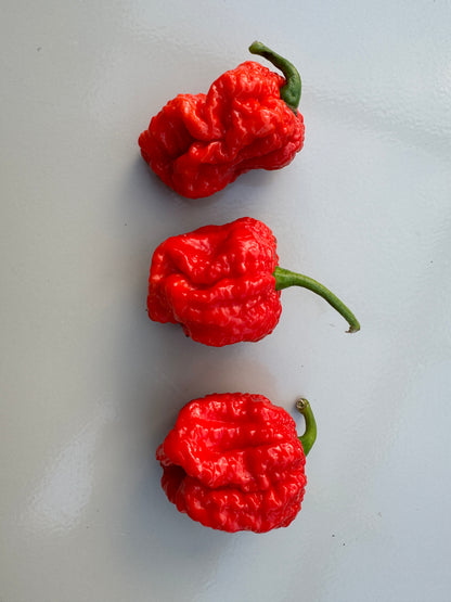 Three red Texas Reaper chillies on a light background, showcasing their wrinkled texture and vibrant colour.