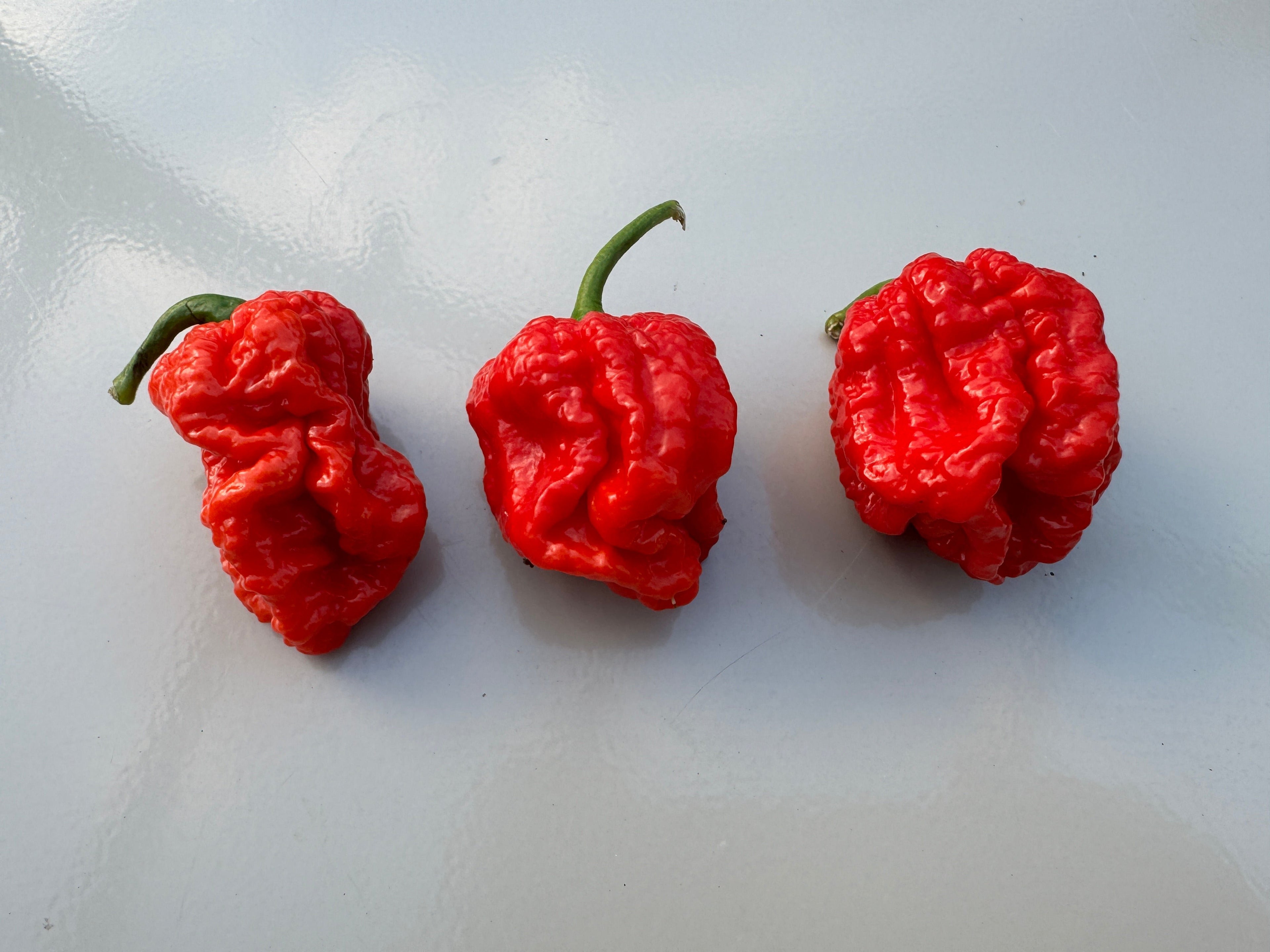 Texas Reaper Chilli peppers with bright red wrinkled pods, known for extreme heat, Capsicum chinense variety.