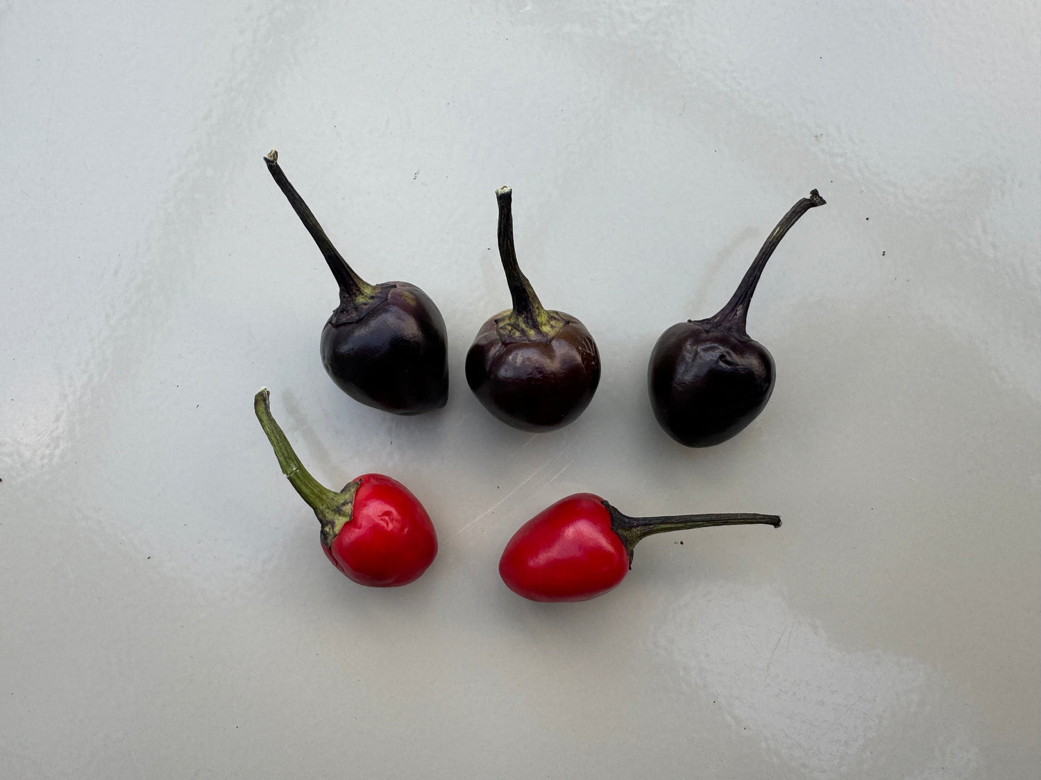 Black Pearl Chilli pods in various colours, showcasing unique capsicum annuum variety with 10,000-30,000 SHU heat.