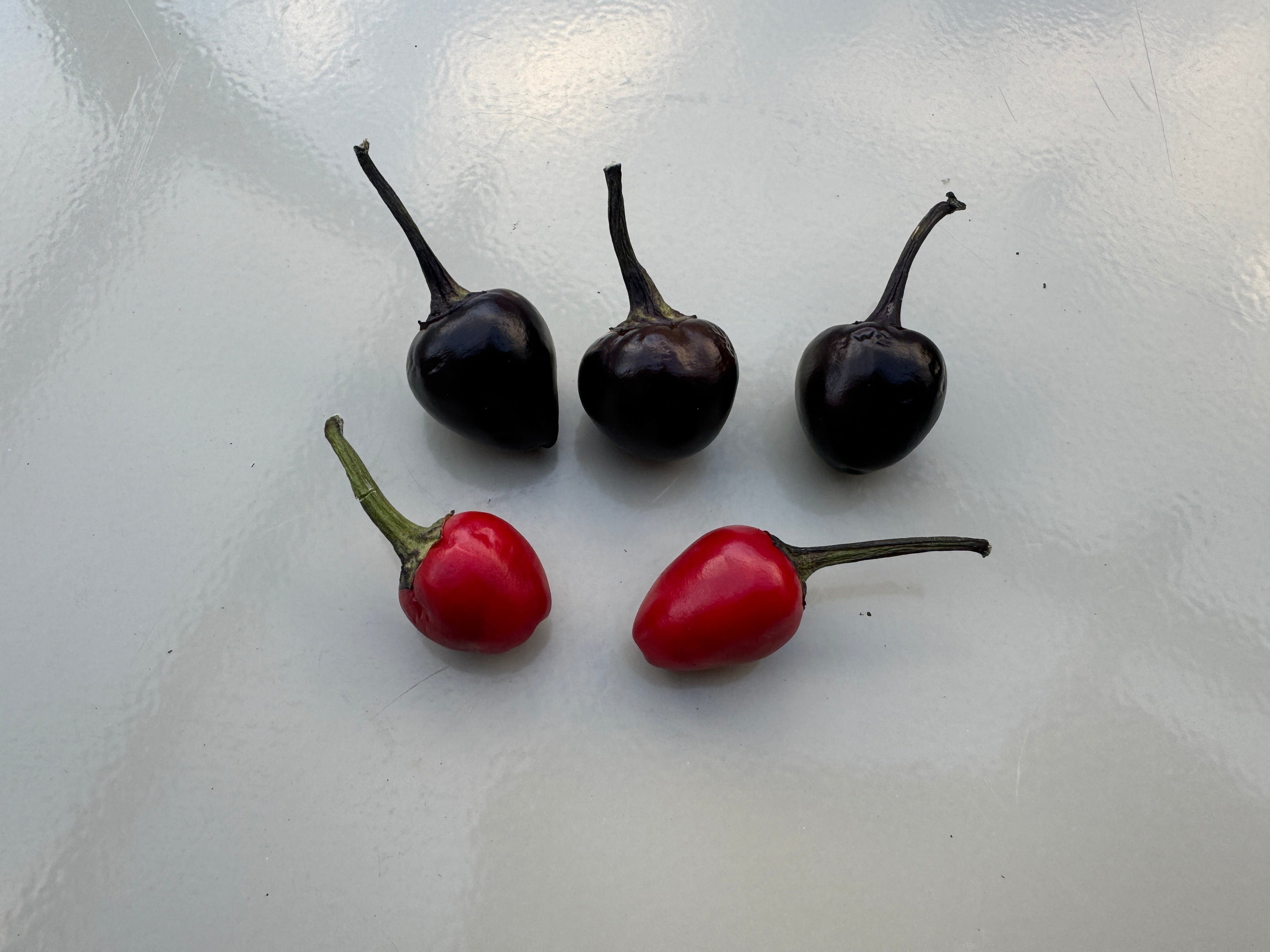 Black Pearl and red chili peppers on a white background, showcasing different stages of chilli ripeness.