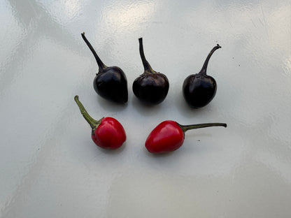 Black Pearl and red chili peppers on a white background, showcasing different stages of chilli ripeness.