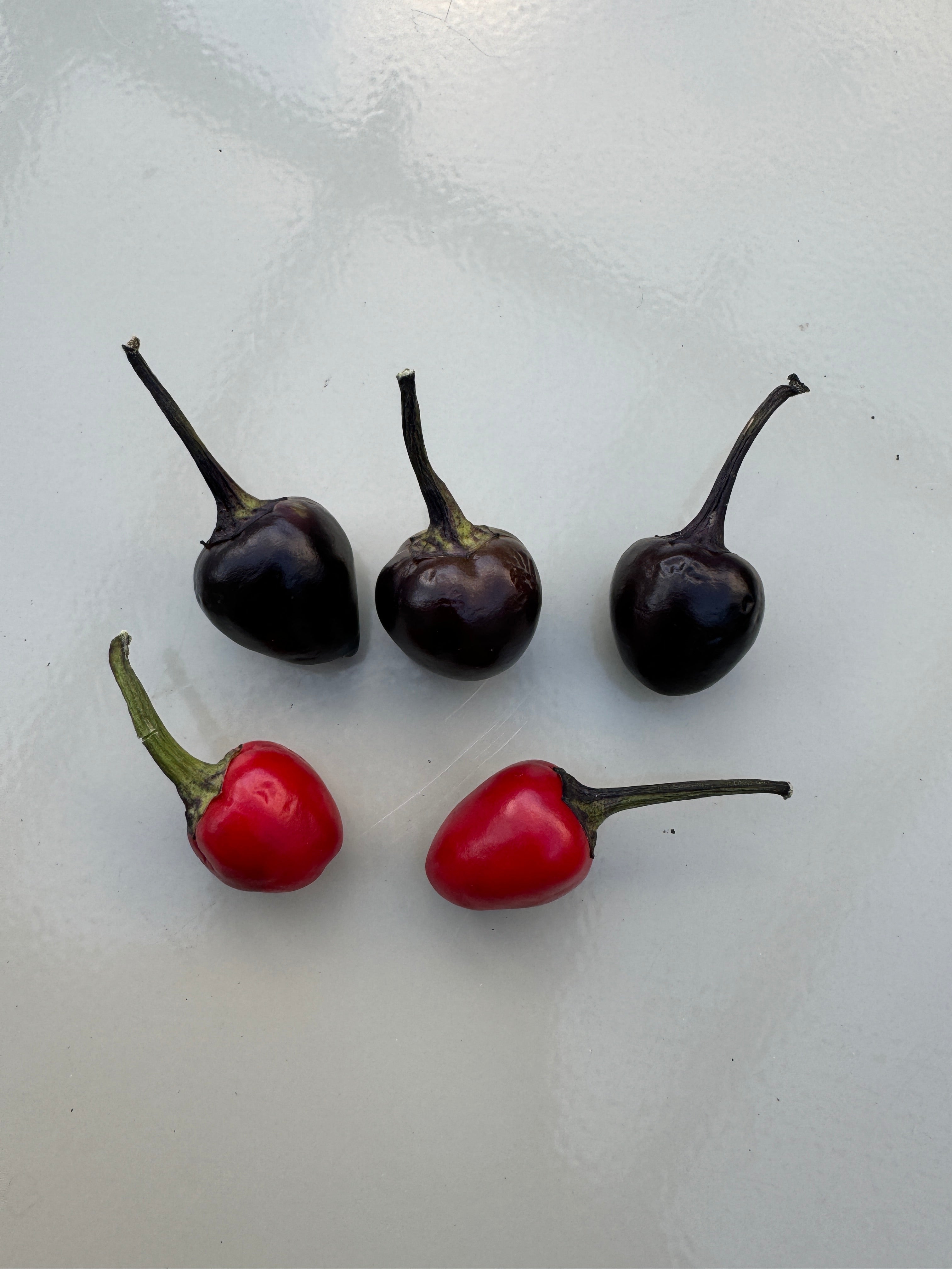 Five Black Pearl Chilli peppers, three black and two red, showcasing their unique colour and size on a white background.