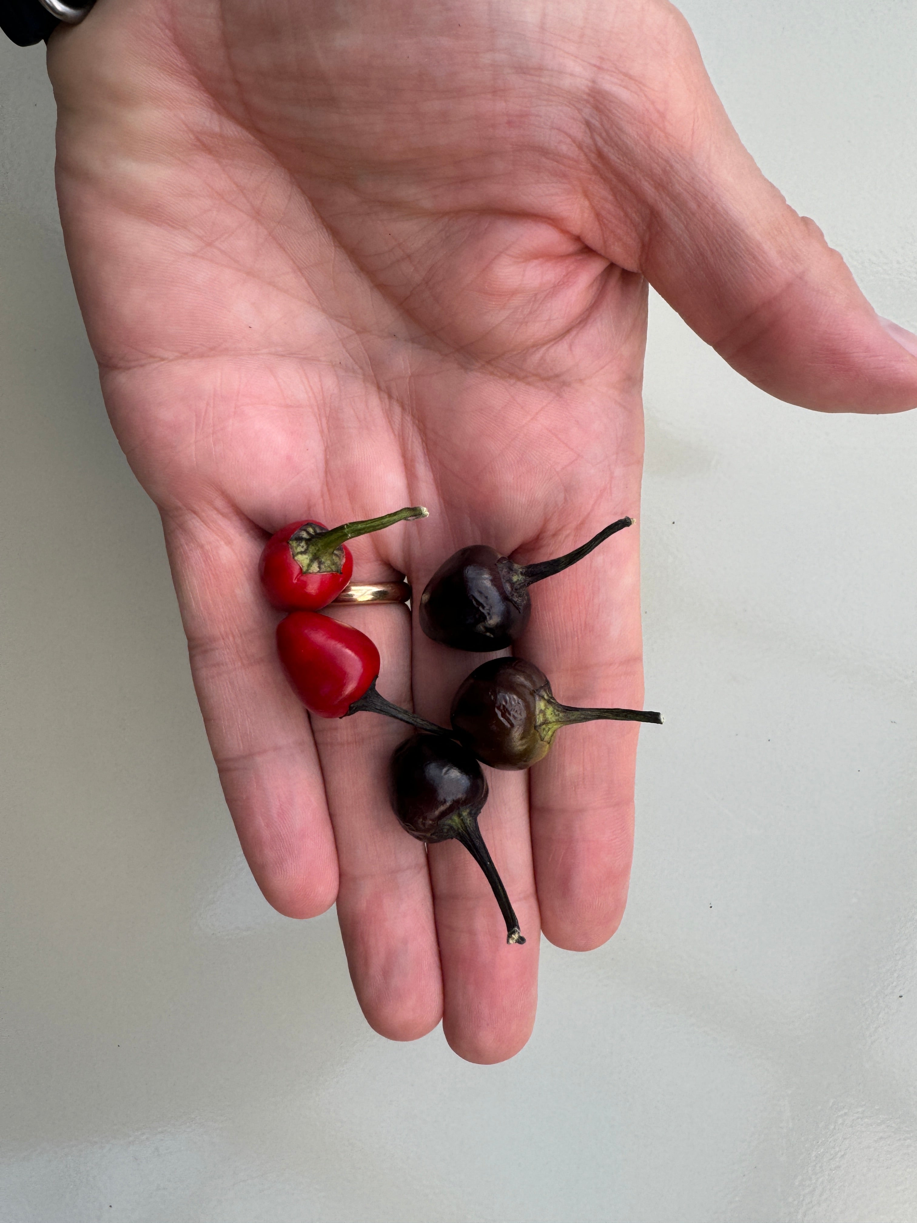 Hand holding Black Pearl Chilli seeds displaying small red and dark pods, Capsicum Annuum variety.