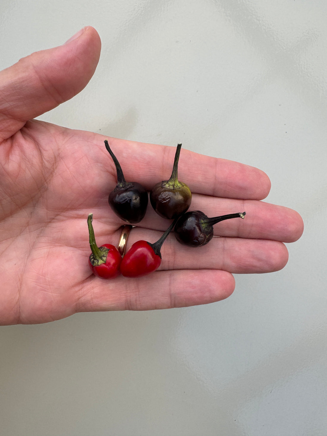 Hand holding ripe black and red Black Pearl Chilli peppers, known for their 10,000–30,000 SHU heat level, small round pods.