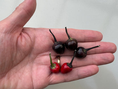 Hand holding Black Pearl Chilli pods, showcasing dark and red pods from Capsicum Annuum, known for 10,000-30,000 SHU heat.