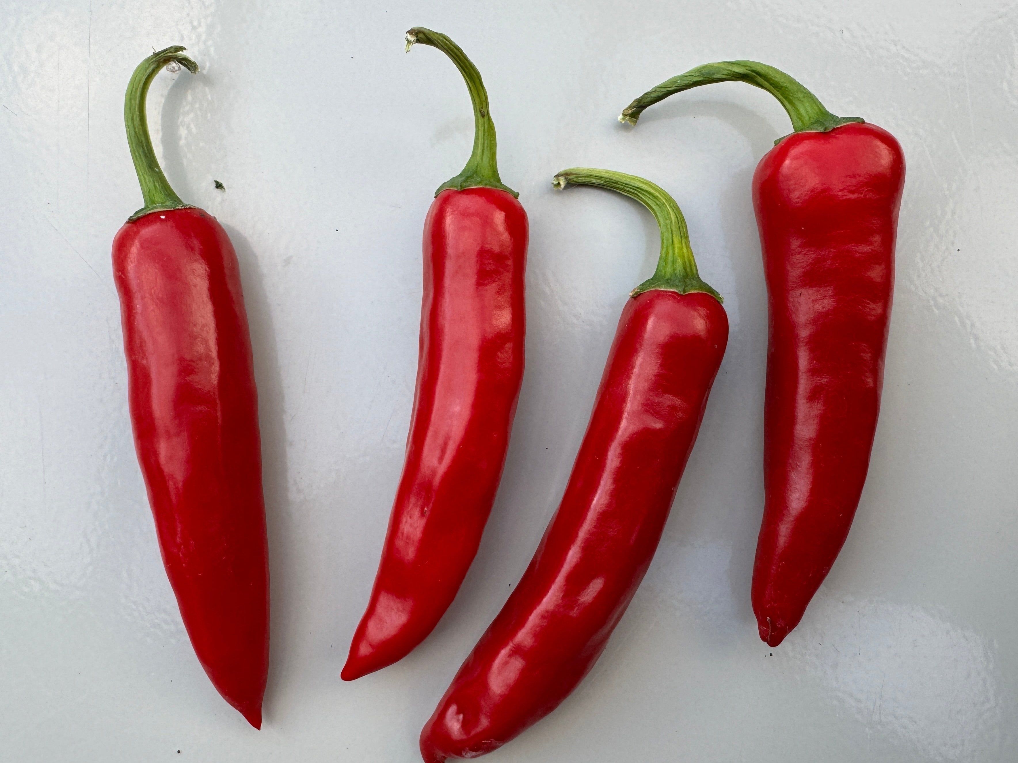 Fresh Bangalore Torpedo chillies, vibrant red, showcasing their striking appearance and elongated shape.