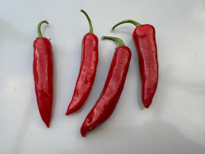 Four vibrant red Bangalore Torpedo chillies showcasing their long, slender shape and glossy texture.